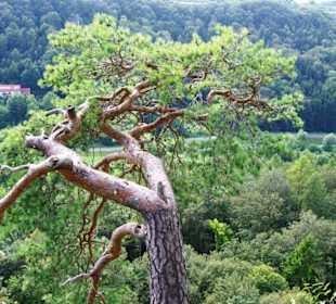 Tolles Bild direkt oben am Felsen