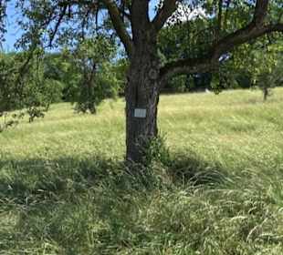 Eduard Lucas Musterobstgarten Mähringen