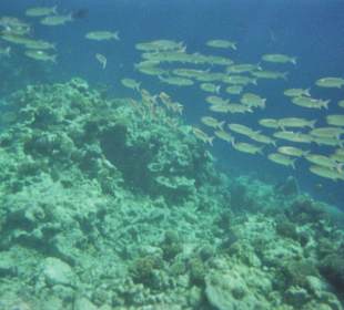 Unterwasserwelt am großen Hausriff vom Hotel Club Azur