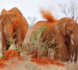 Elephanten beim Stau-Bad