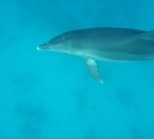 Delfinausflug mit Mo
