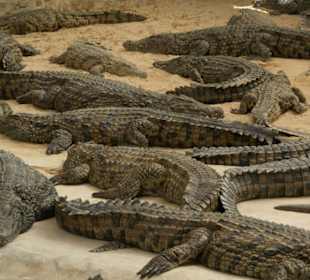 Krokodile