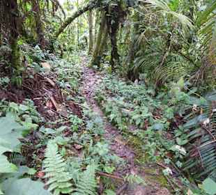 Wanderung durch den Nebelwald/Regenwald