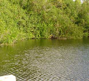 Lagune mit Krokodilen im Dschungel