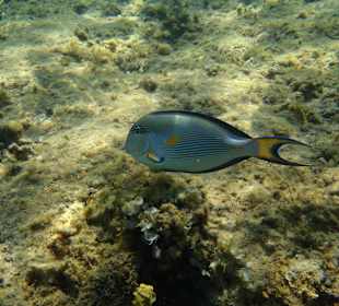 Hausriff-Hotel BEACH Albatros Resort