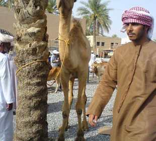 Kamel zu verkaufen