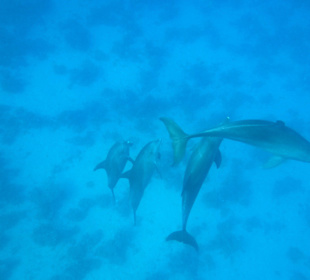 Schnorcheln mit Delphinen