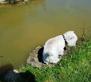 Auch für Hunde super