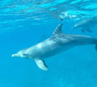 16 Delfine ganz nah