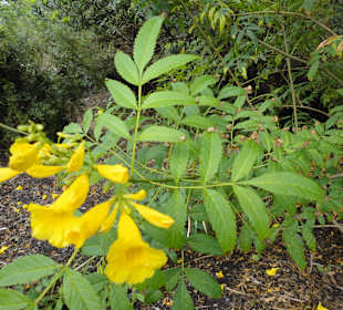 Parque Botánico de Maspalomas