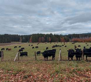 Angusherde Herzogsägmühle