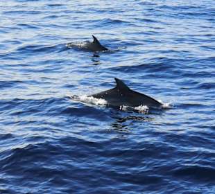 Delphine im Dezember 2019