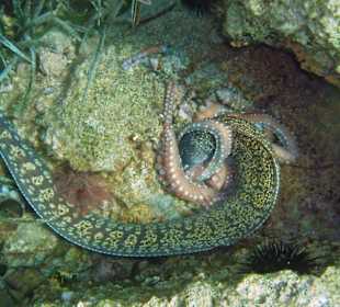 Muraene frisst Oktopus