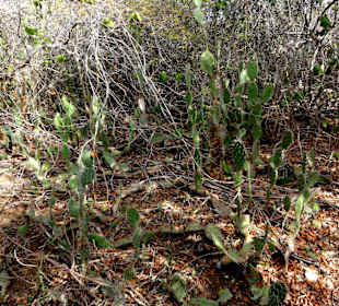 Spaziergang durch den Hòfi Pastor Park
