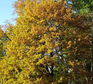 November im Stadtpark Wildeshausen