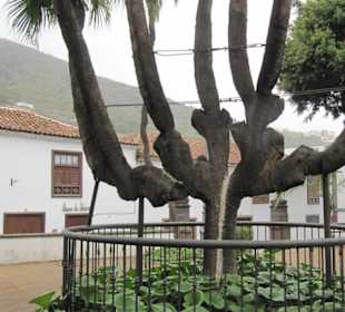 Baum gegenüber des parque del drago