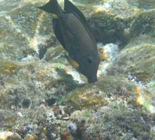 Unter-Wasser-Vielfalt