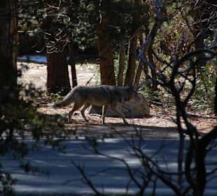Coyote in freier Wildbahn