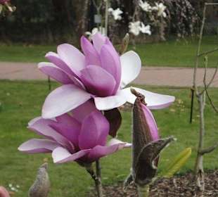 Flora