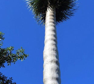 Die Dracaena draco streckt sich in den Himmel