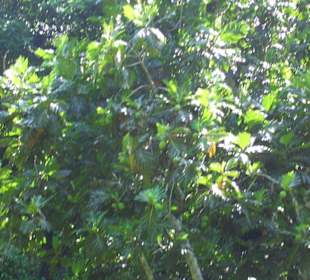 Mangobaum