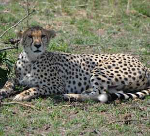 Gepard