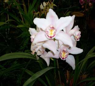 Blumen im Schmetterlingshaus