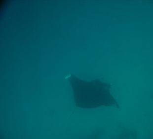 Manta 