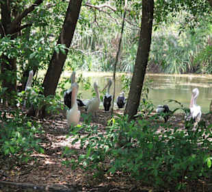 Tiere im Park