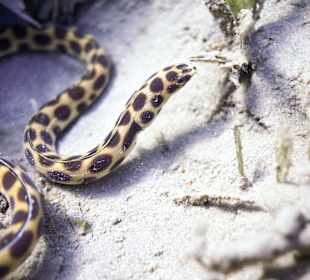 Seeschlange am Hausriff