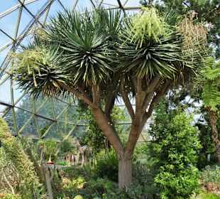 Im Kuppelgewächshaus des Botanischen Gartens