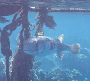 Hoteleigene Riff direkt am Strand