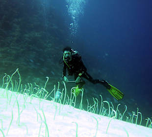 Tauchen mit Sea Rovers 