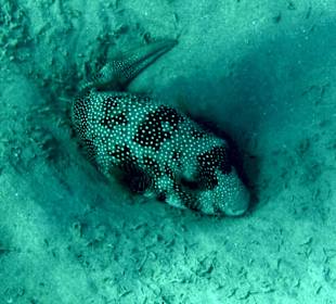 Schnorcheln Makadi Bay