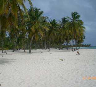 Saona