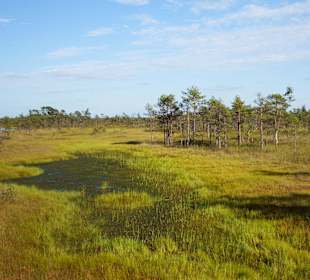 Bohlenweg durchs Kemeru-Moor