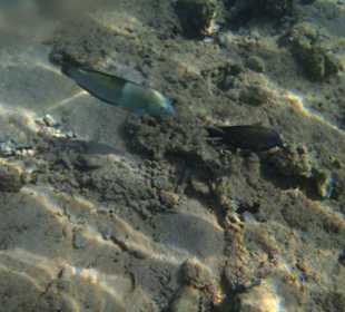 Snorkelen