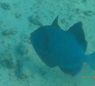 Drückerfisch