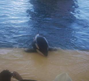 Preciosa orca