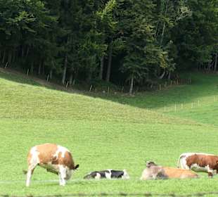 Unterwegs im Wandergebiet Ruhpolding