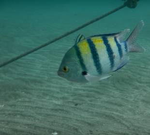 Schnorcheln Marsa Alam