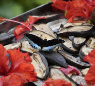 Butterfly Park Kuala Lumpur