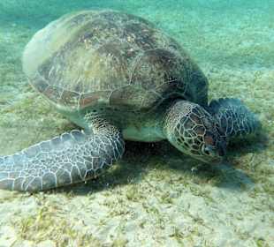 Schnorcheln Abu Dabbab