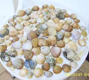 Muszle z plaży