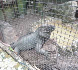 Leguan in der Tanama Ranch