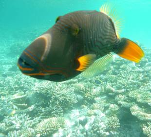 Der wurde aber sauer