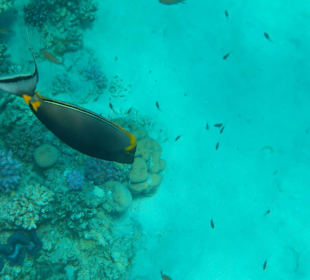 Schnorcheln Abu Dabab