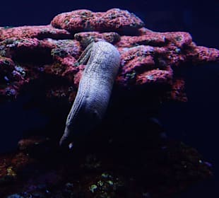 Sehr hübsche Moräne