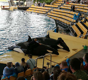 Loro Parque 