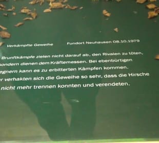 Jagdtier + Vogelkunde